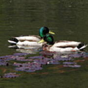 Mallards Amoung The Lilies Art Print