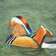 Mandarin Duck Art Print