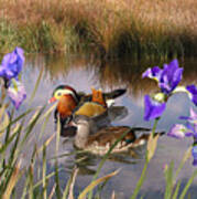 Mandarin Ducks And Wild Iris Art Print