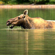 Many Glacier Moose 1 Art Print