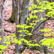 Maple Leaves And Trees Art Print