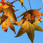 Maple Leaves In Autumn Art Print