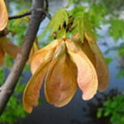 Maple Seeds In May Art Print