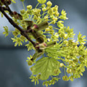 Maple Tree Flowers 2 - Art Print