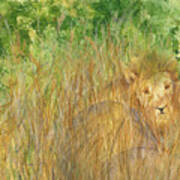 Mara The Lioness Art Print