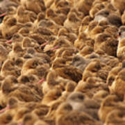 Marbled Godwit Trying To Stick Out From The Flock Art Print