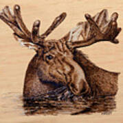 Marsh Moose Art Print