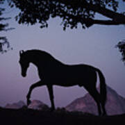 Marwari Horse In Twilight Art Print
