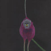 Masdevallia Infracta Orchid Art Print