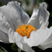 Matilija Poppy Art Print