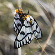 Mating Hera Buckmoth Art Print