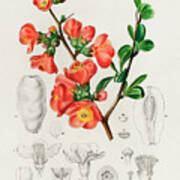 Maules Quince - Cydonia Japonica Illustrated By Charles Dessalines Art Print