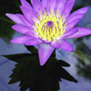 Beautiful Reflection Of Waterlily In A Pond. Art Print