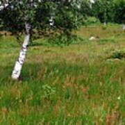 Meadow With Birch Trees Art Print