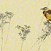 Meadowlark In Kansas Prairie 1 Art Print