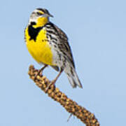 Meadowlark On Mullein Stalk Art Print