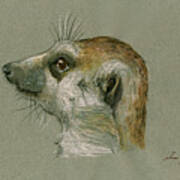 Meerkat Or Suricate Painting Art Print