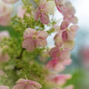 Meet The Beautiful Oak Leaf Hydrangea Art Print