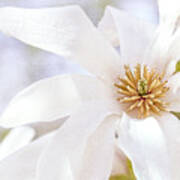 Merrill Magnolia Bloom Art Print