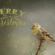 Merry Christmas Winter Goldfinch 1 Art Print