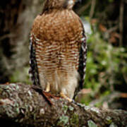 Redtail Hawk Art Print