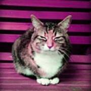 Mindful Cat In Pink Art Print