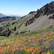 Mineral Basin Wildflower Panoramic Art Print