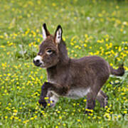 Miniature Donkey Foal Art Print
