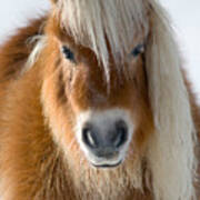 Miniature Shetland Pony Art Print