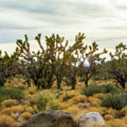 Mohave Joshua Trees Forest Art Print