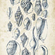 Mollusks - 1842 - 20 Art Print