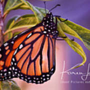Monarch Beauty Art Print