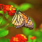 Monarch Butterfly Art Print