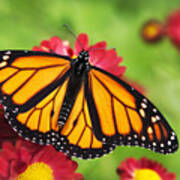 Monarch Butterfly On Red Mums Art Print