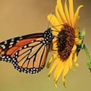 Monarch Butterfly On Sun Flower Art Print