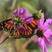 Monarch Butterfly On The Pink Cosmos Art Print