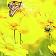 Monarch Butterfly On Tickseed Flowers Art Print