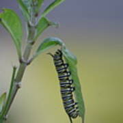 Monarch Caterpillar Feeding Art Print