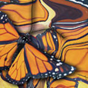 Monarch Flight Art Print