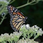 Monarch On Frostweed Art Print