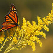 Monarch On Goldenrod Art Print