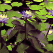 Monets Lillies Art Print