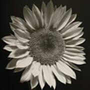 Monochrome Sunflower Art Print