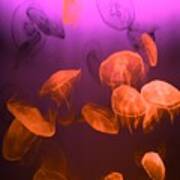 Moon Jellyfish - Red And Purple Art Print