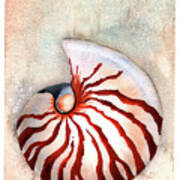 Moon Nautilus Art Print