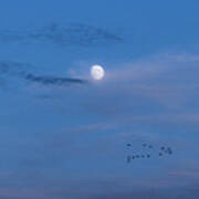 Moon Rises Geese Fly Art Print