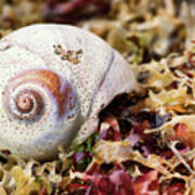 Moon Snail Shell On Kelp Bed Art Print