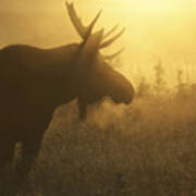 Moose In Mist Art Print