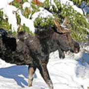 Moose In Snow Art Print