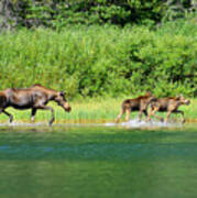 Moose Play Art Print